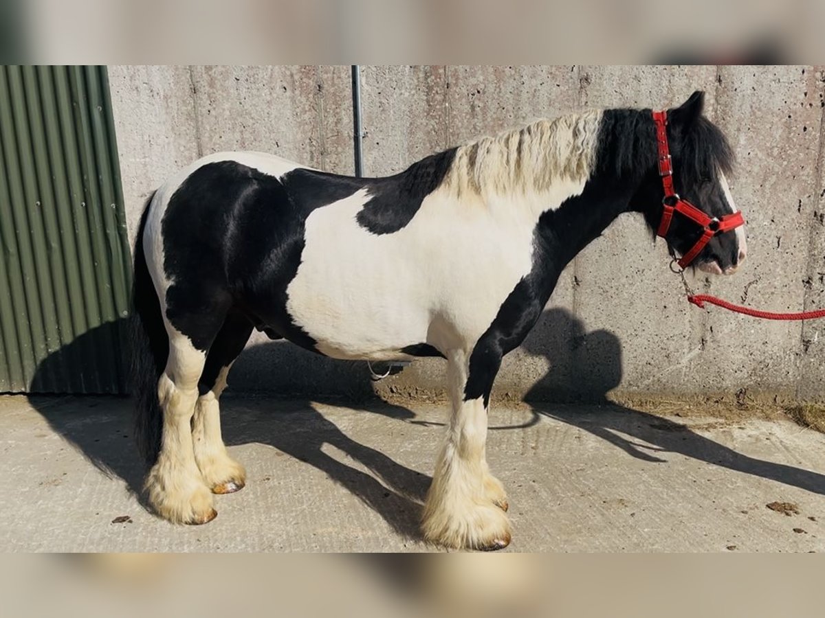Cob Wallach 4 Jahre 125 cm Schecke in Sligo