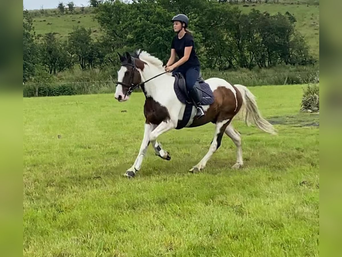 Cob Wallach 4 Jahre 147 cm Tigerschecke in Sligo