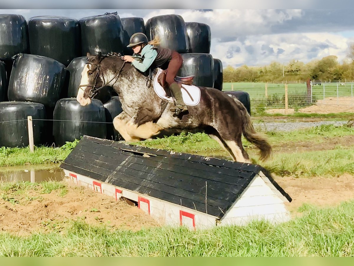 Cob Wallach 4 Jahre 157 cm Roan-Blue in Mountrath