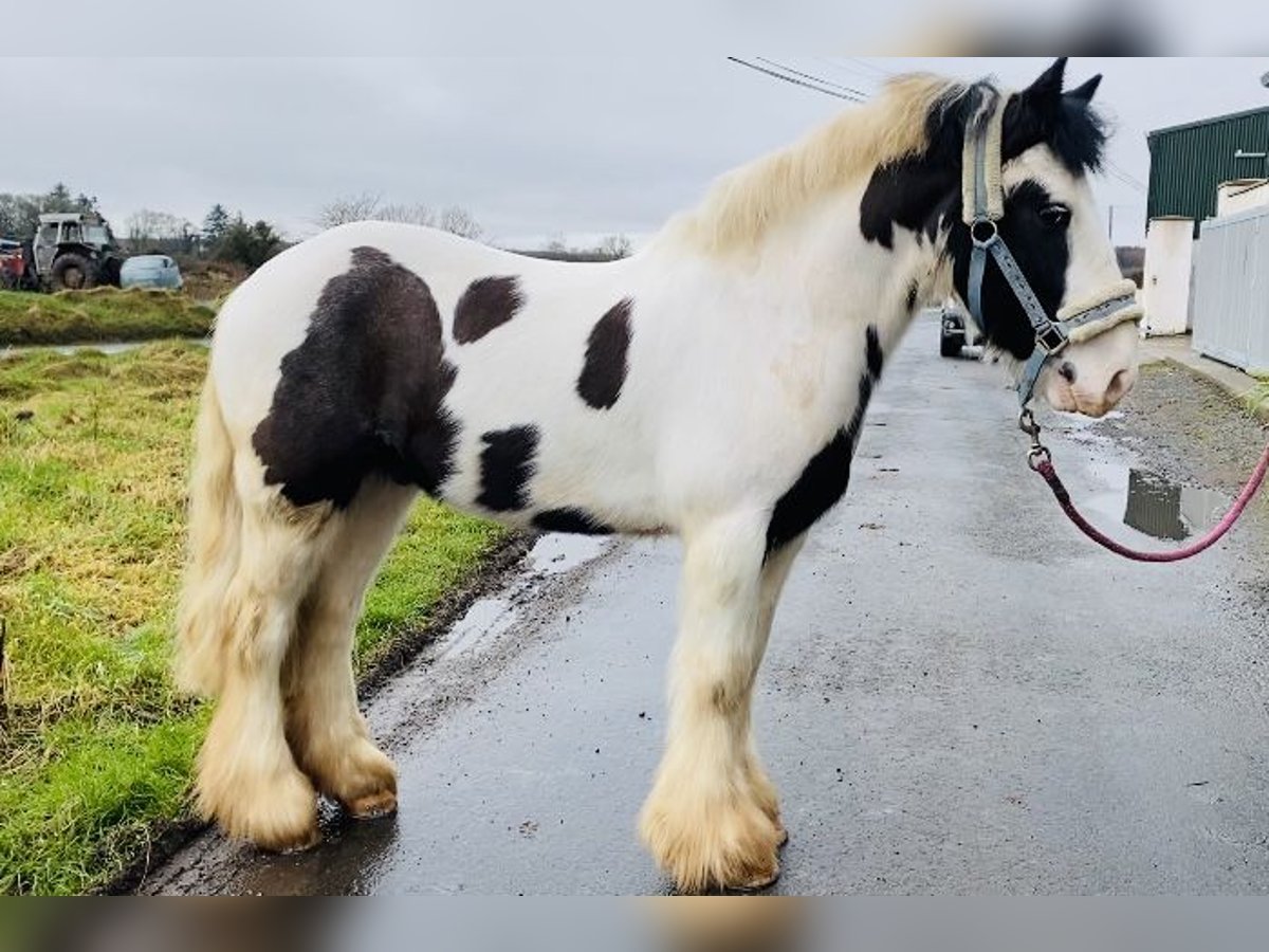 Cob Wallach 5 Jahre 133 cm Schecke in Sligo