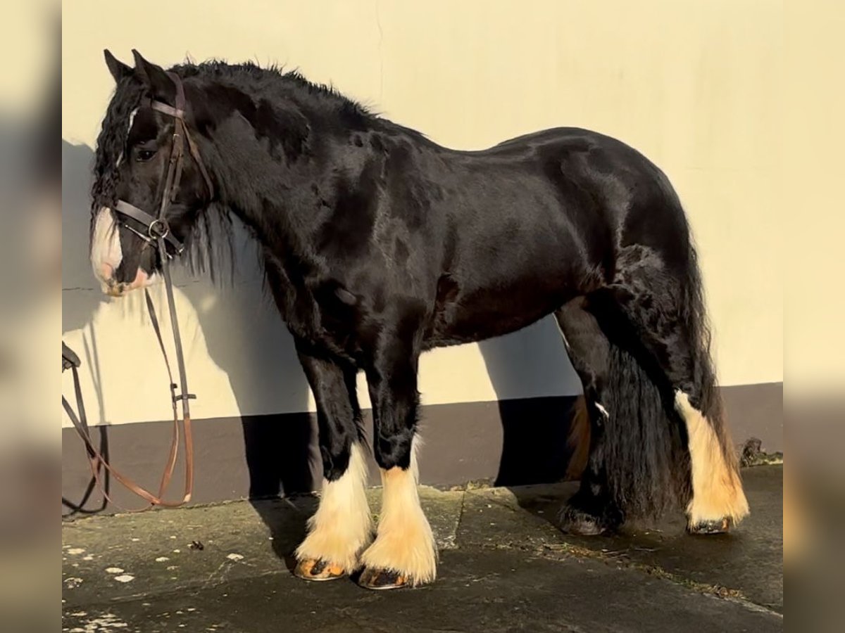 Cob Wallach 5 Jahre 154 cm Rappe in Down