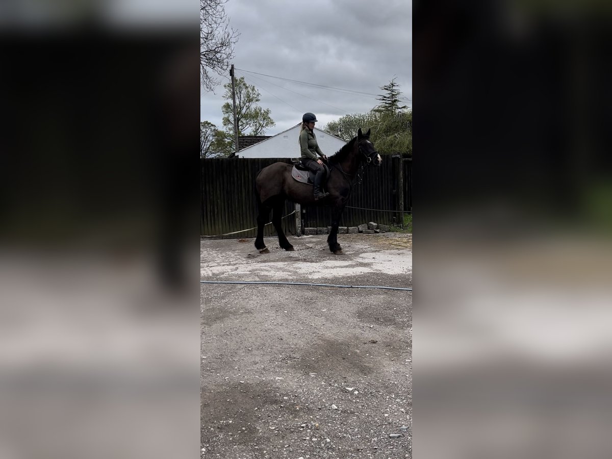 Cob Mix Wallach 6 Jahre 163 cm Rappe in Manchester