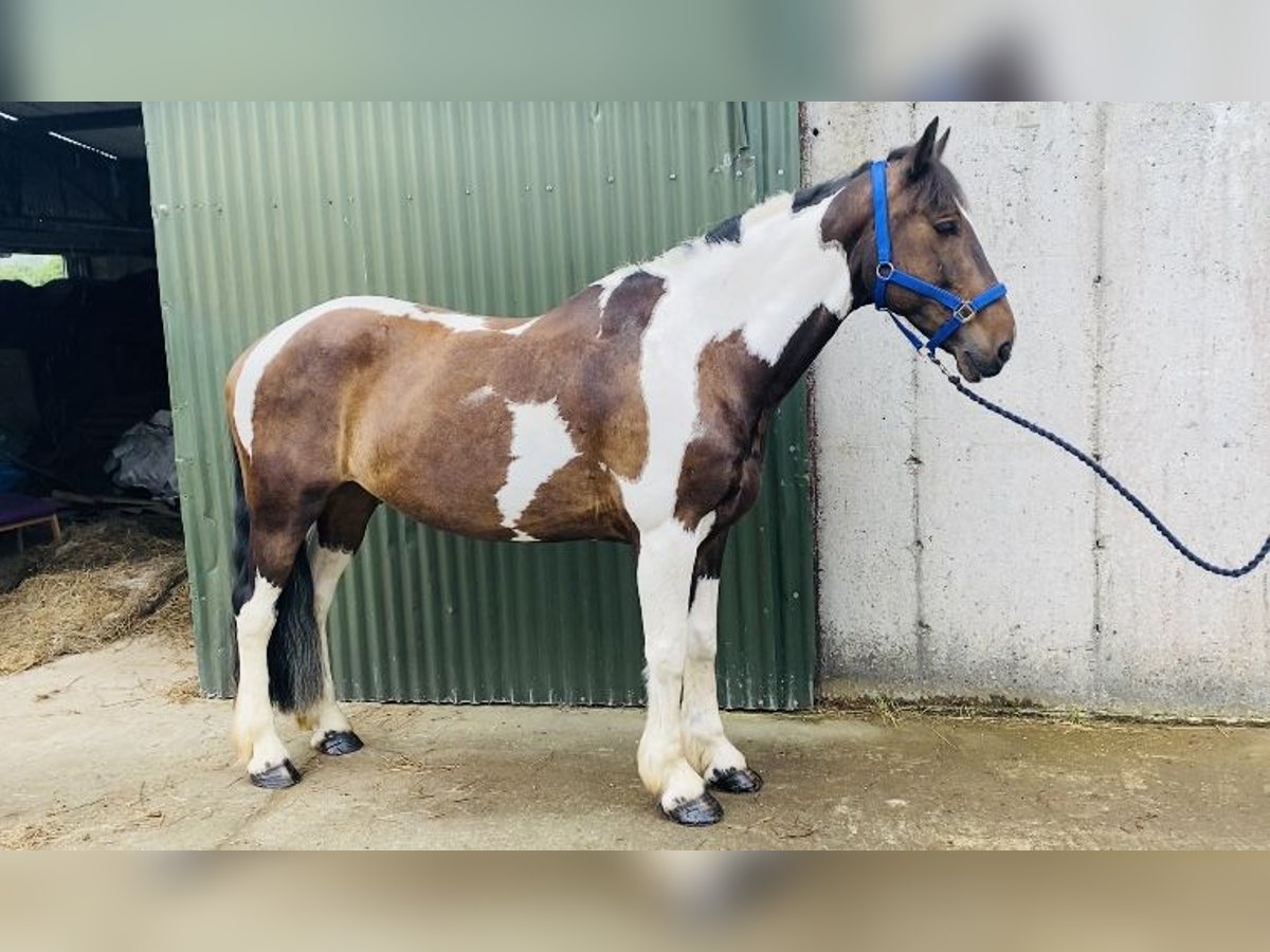 Cob Wallach 7 Jahre 158 cm Schecke in Sligo