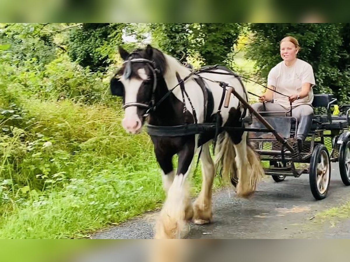 Cob Wallach 8 Jahre 133 cm Schecke in Sligo