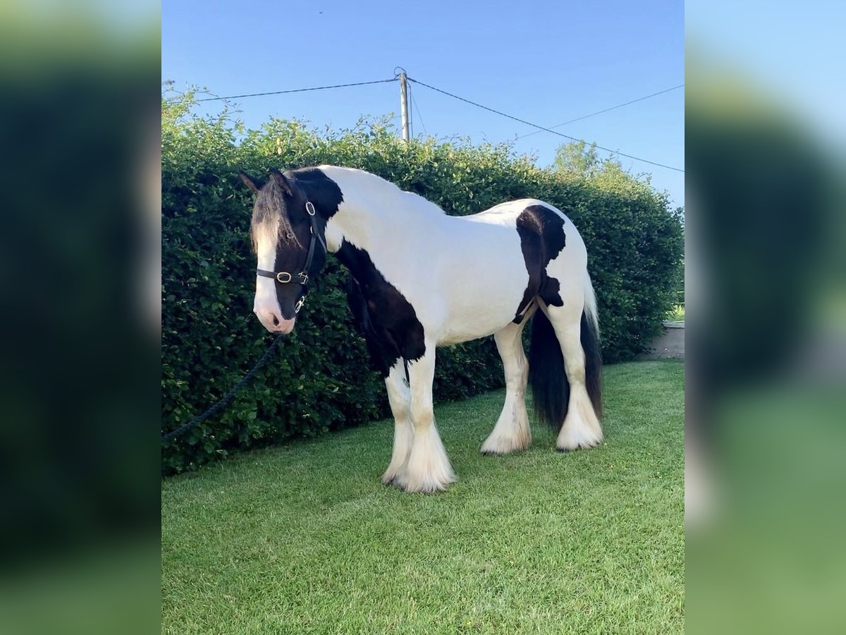 Cob Wallach 8 Jahre 163 cm Rappe in Galway
