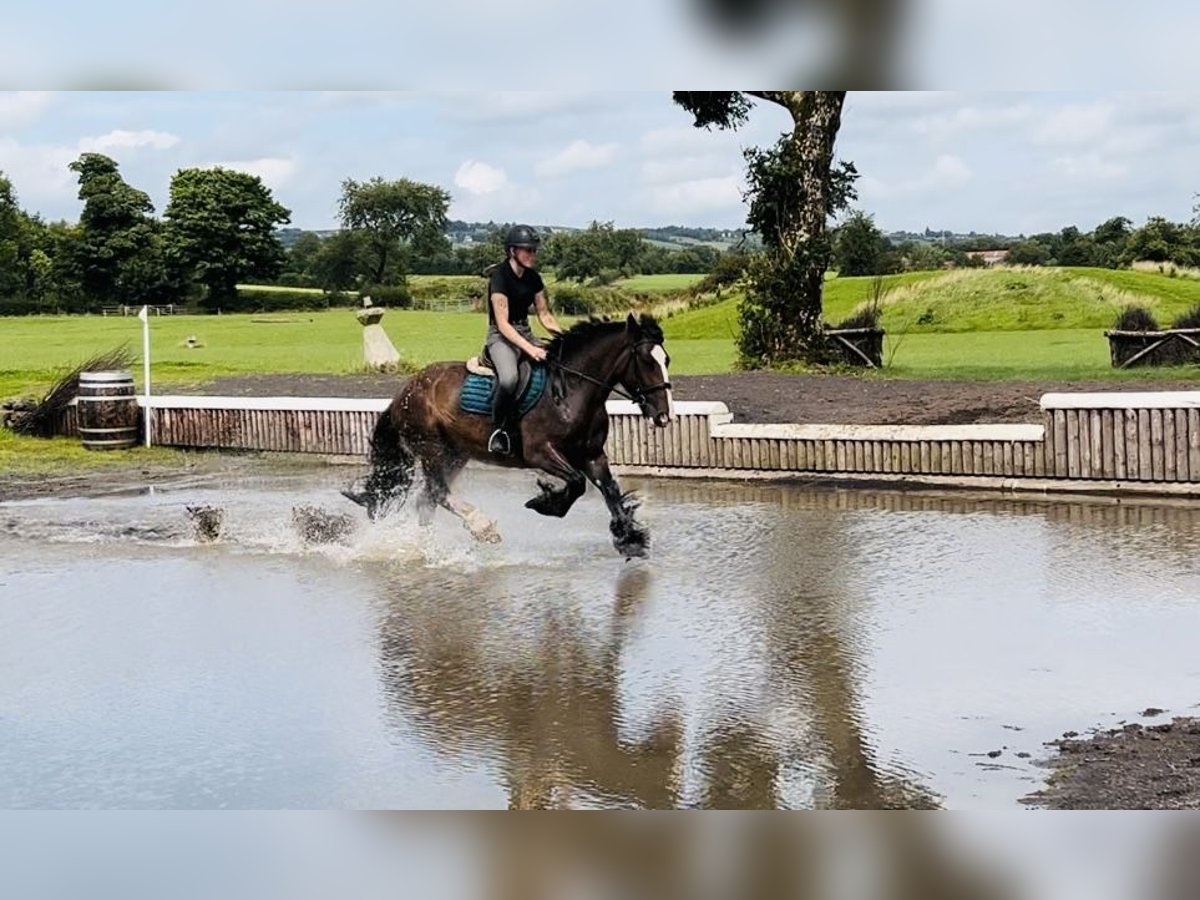 Cob Yegua 5 años 153 cm Castaño in Sligo