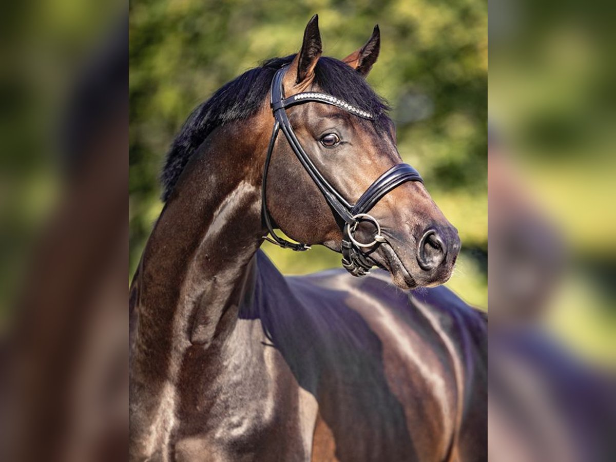 COEUR DE BELLA DONNA Oldenburg-International (OS) Stallion in Werder