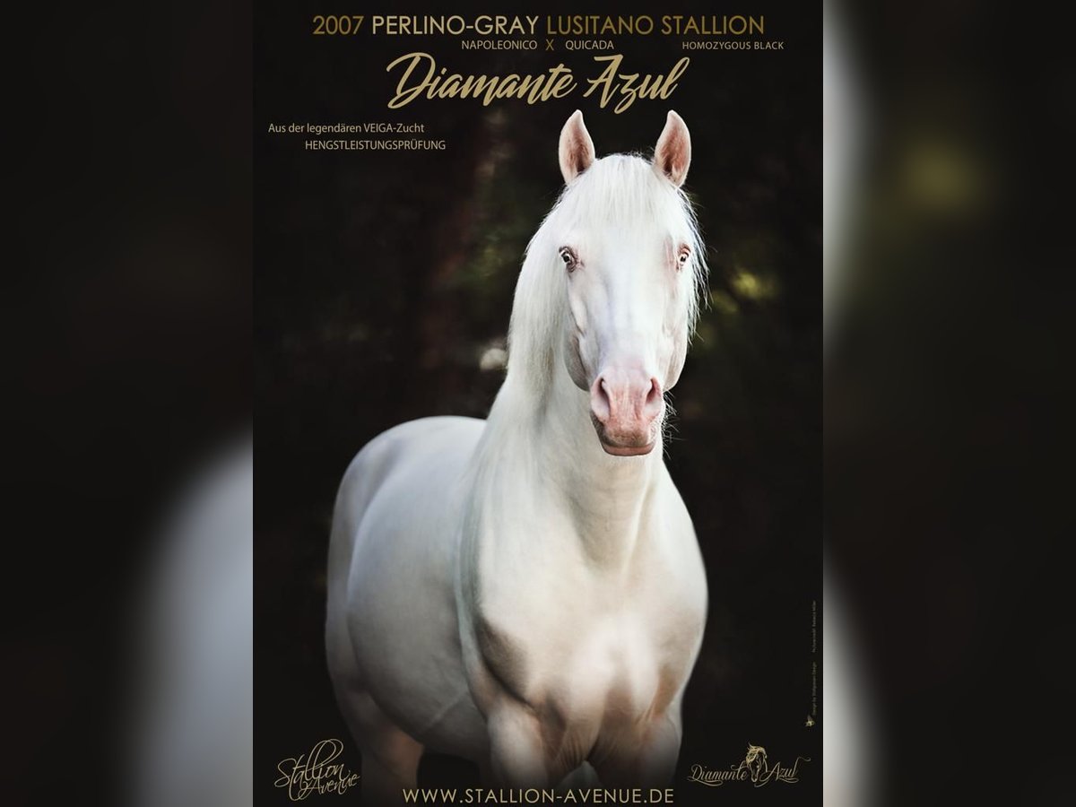 COLONO FAR (DIAMANTE AZUL) Lusitanos Hengst Perlino in Waldshut-Tiengen