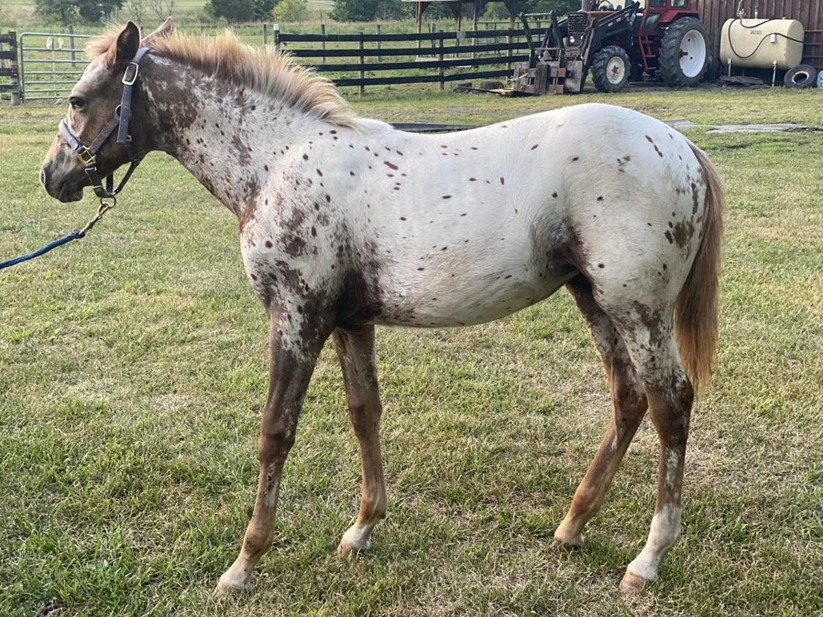 Colorado Ranger Merrie veulen (02/2024) Appaloosa in Lebanon