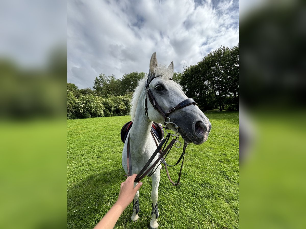 Connemara Mestizo Caballo castrado 11 años 145 cm Tordo in Aix-Noulette