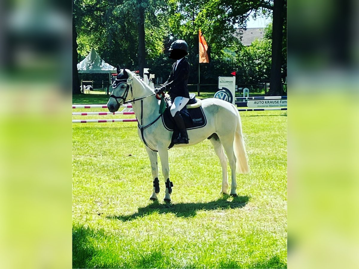 Connemara Caballo castrado 11 años 146 cm Tordo in Ochtrup