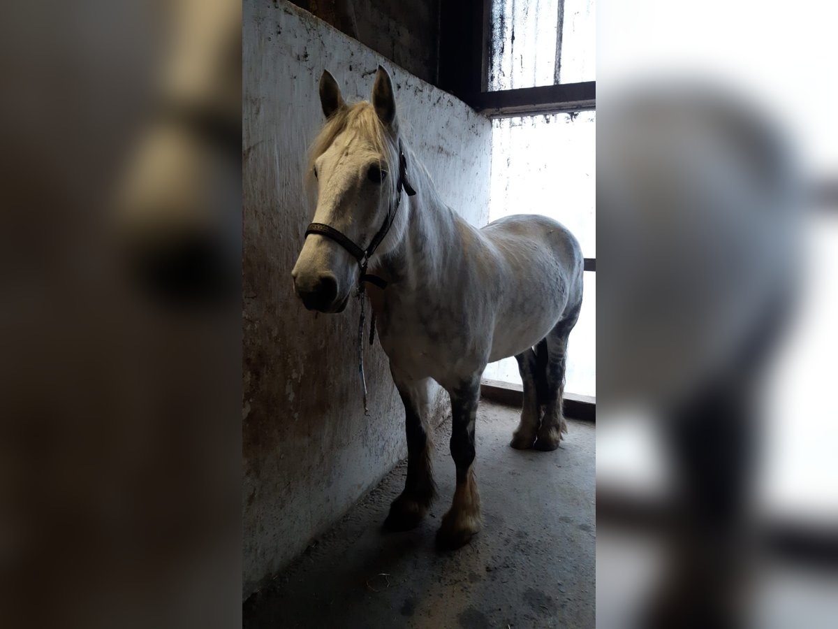 Connemara Mestizo Caballo castrado 11 años 154 cm Tordo picazo in Arnsberg