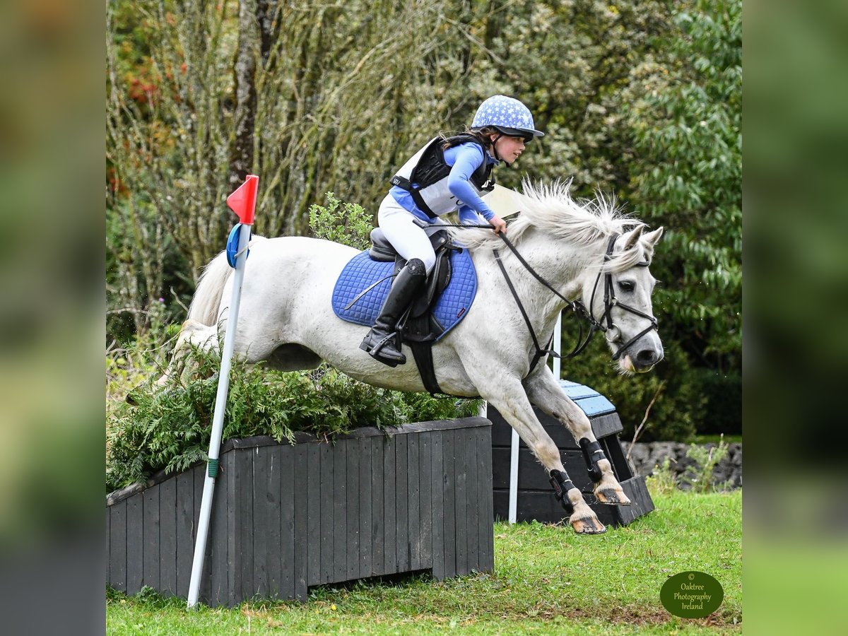 Connemara Mestizo Caballo castrado 13 años 128 cm Tordo in Limerick