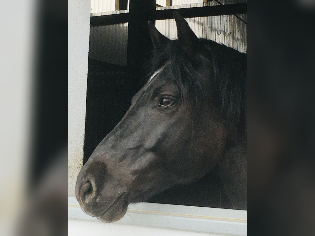 Connemara Mestizo Caballo castrado 13 años 148 cm Negro in GerabronnGerabronn