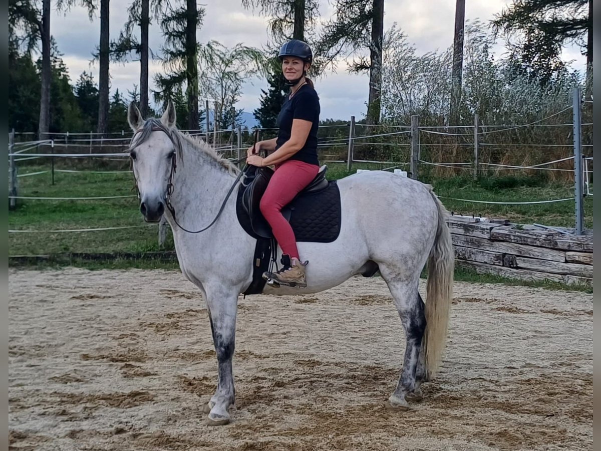 Connemara Caballo castrado 13 años 150 cm Tordo rodado in St. Martin-Karlsbach