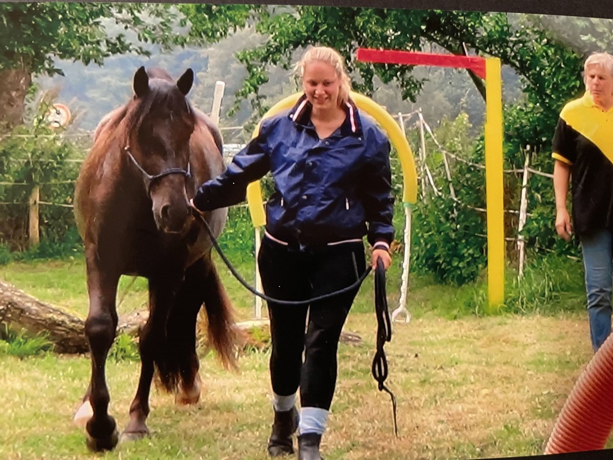 Connemara Mestizo Caballo castrado 14 años 148 cm Negro in Bensheim