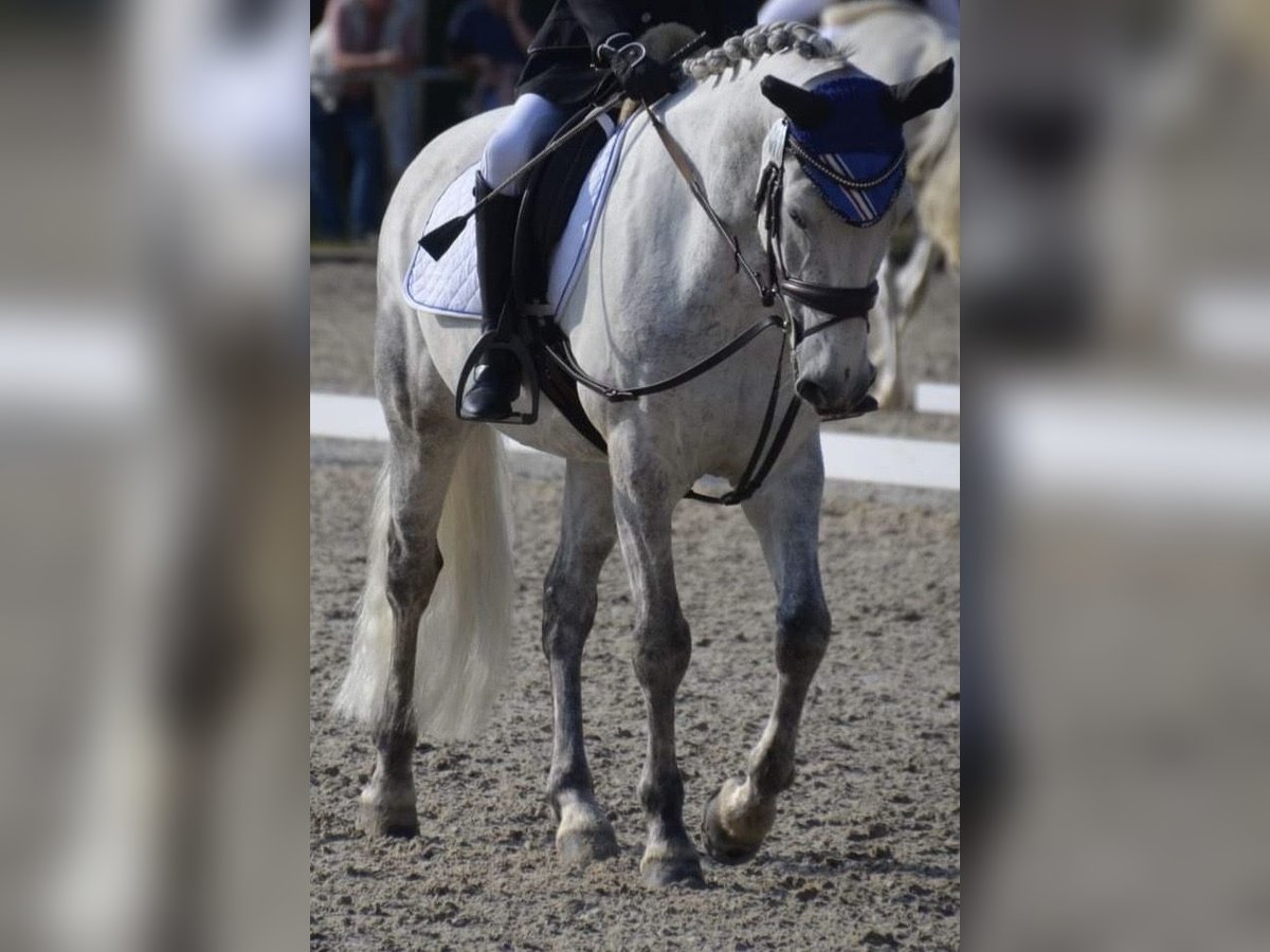 Connemara Caballo castrado 14 años 148 cm Tordo in Schlitz