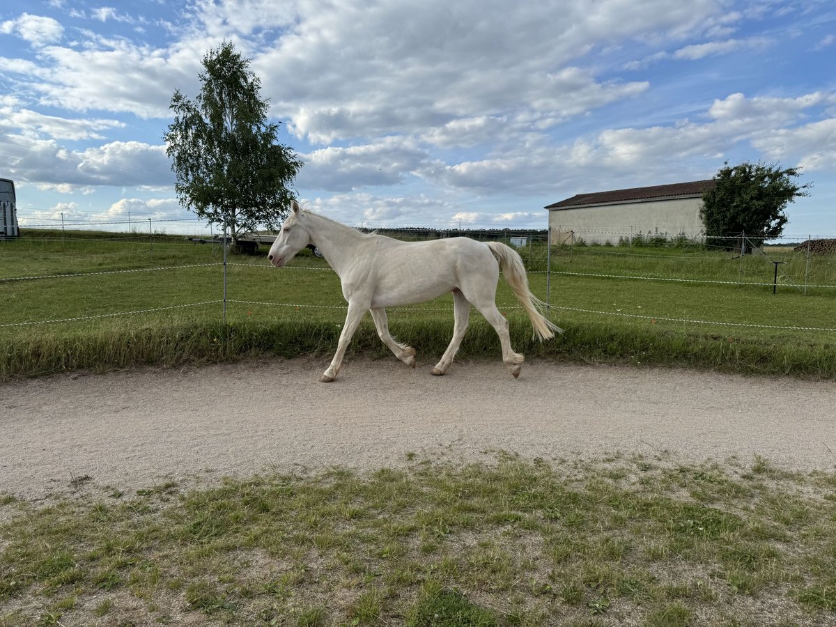 Connemara Caballo castrado 15 años 152 cm Cremello in Cadolzburg