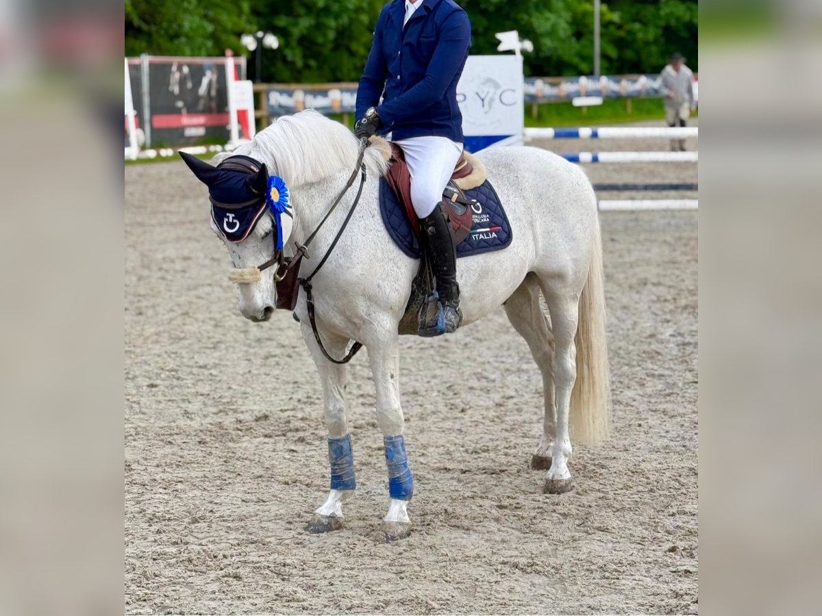 Connemara Caballo castrado 15 años White/Blanco in Lille
