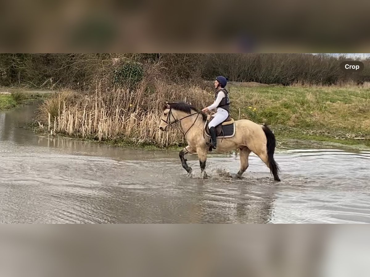 Connemara Caballo castrado 16 años 148 cm Bayo in Sligo