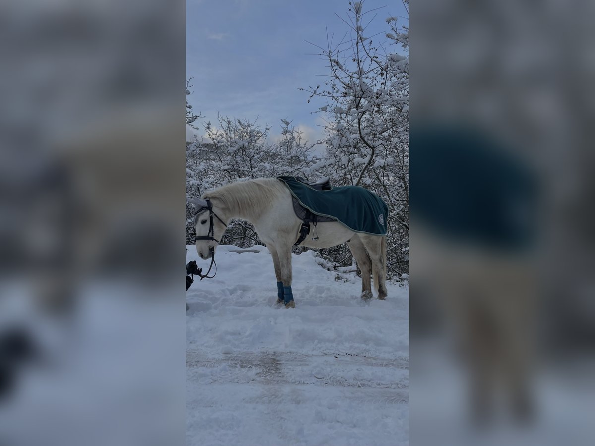 Connemara Mestizo Caballo castrado 16 años 150 cm Tordo in Bingen am Rhein