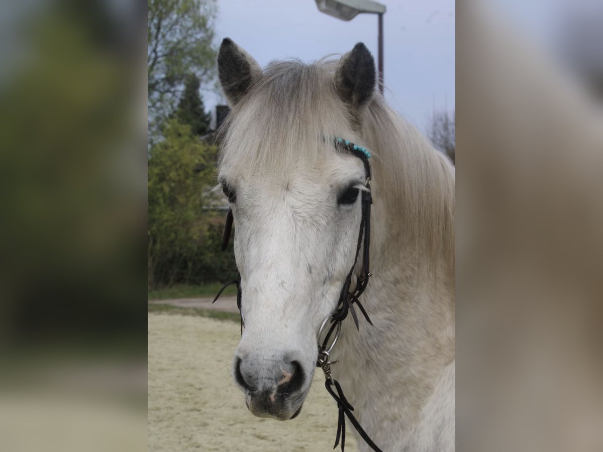 Connemara Mestizo Caballo castrado 17 años 138 cm Tordo in Bottrop Connemara Mestizo Caballo castrado 17 años 138 cm Tordo in Bottrop