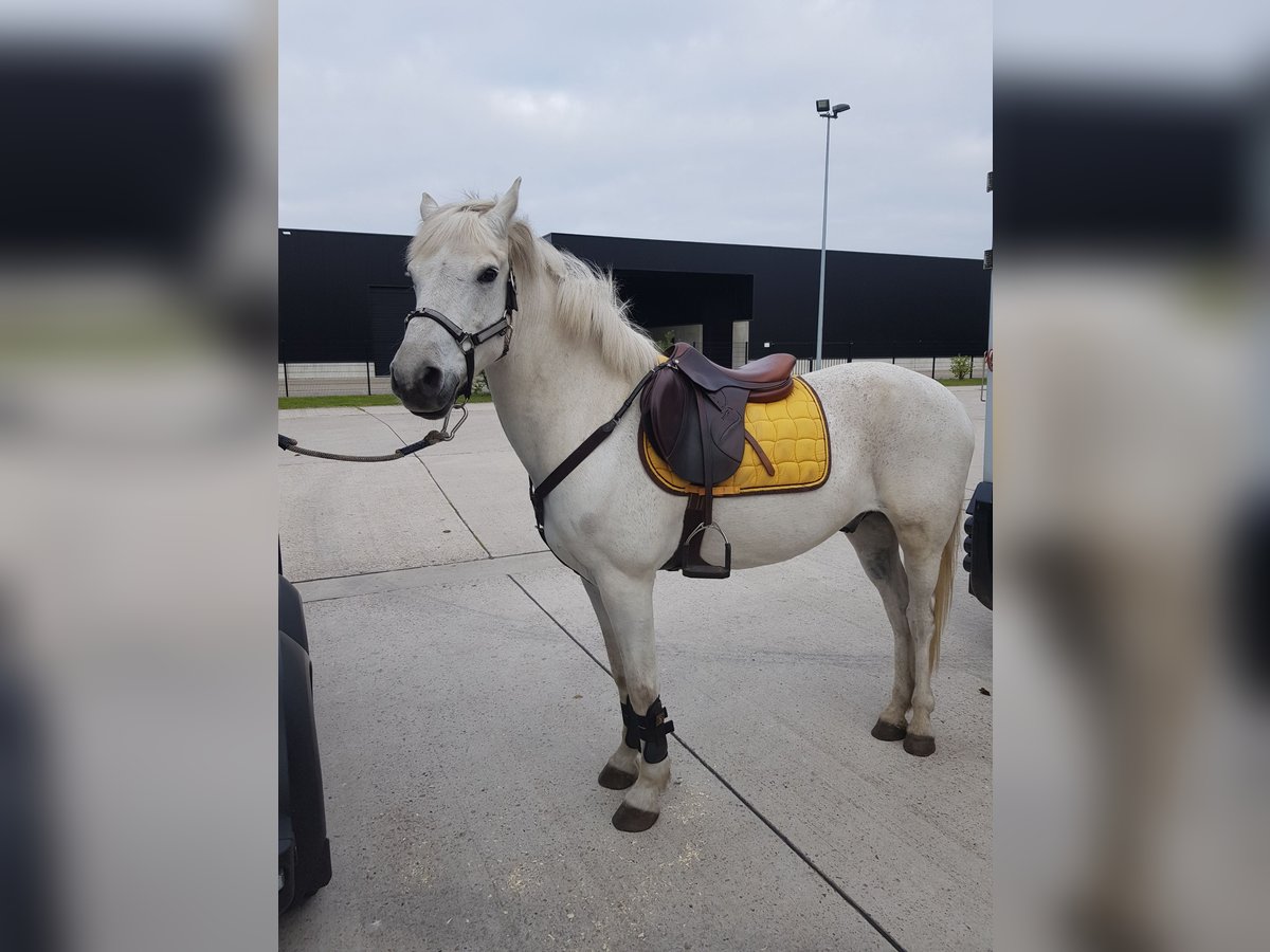 Connemara Caballo castrado 17 años 147 cm White/Blanco in Turnhout