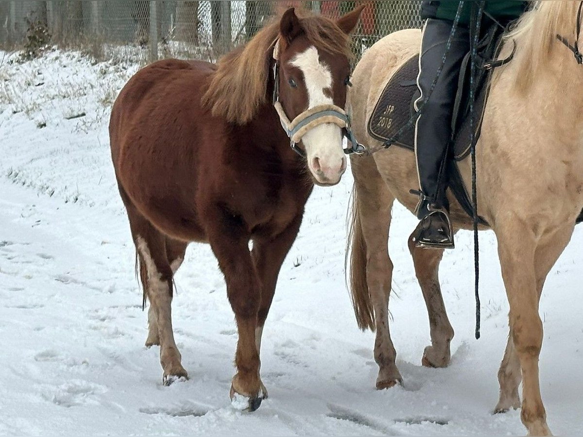 Connemara Mestizo Caballo castrado 2 años 145 cm Alazán in Mudau