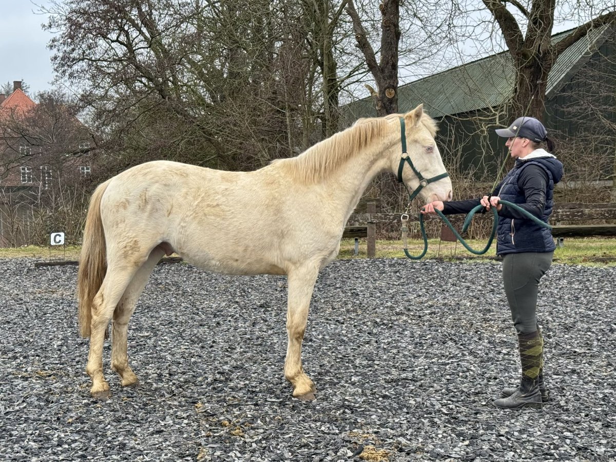 Connemara Caballo castrado 2 años 145 cm Perlino in Osdorf