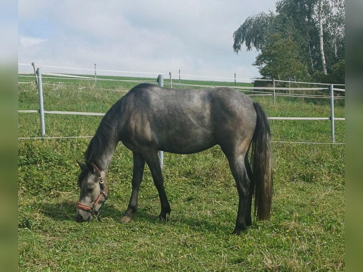 Connemara Caballo castrado 2 años 145 cm Tordo in Handenberg