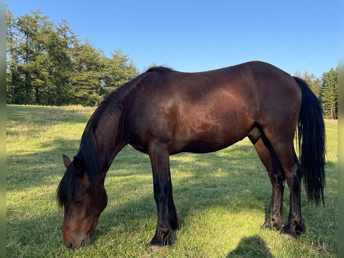 Connemara Mestizo Caballo castrado 2 años 146 cm Castaño in Alt Duvenstedt