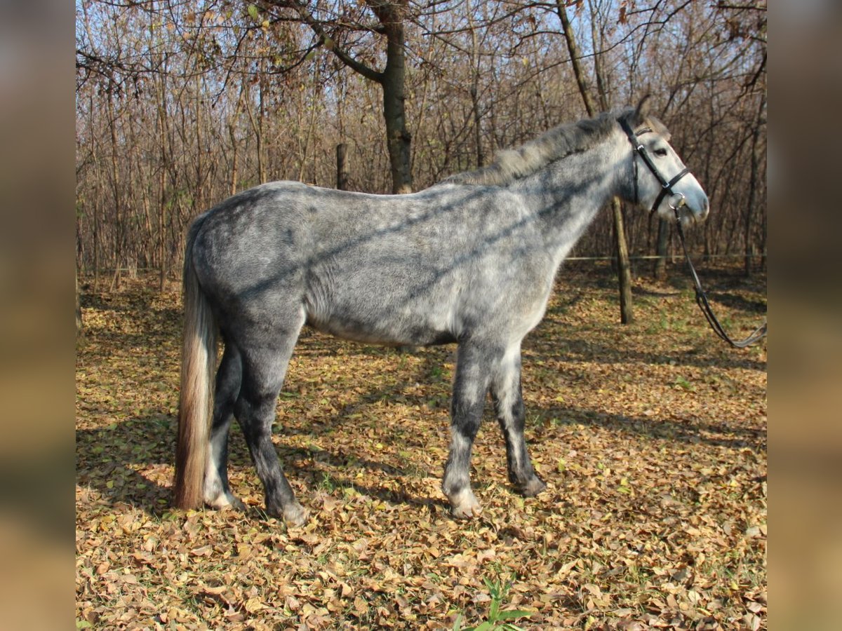 Connemara Mestizo Caballo castrado 3 años 138 cm Tordo in Csömör