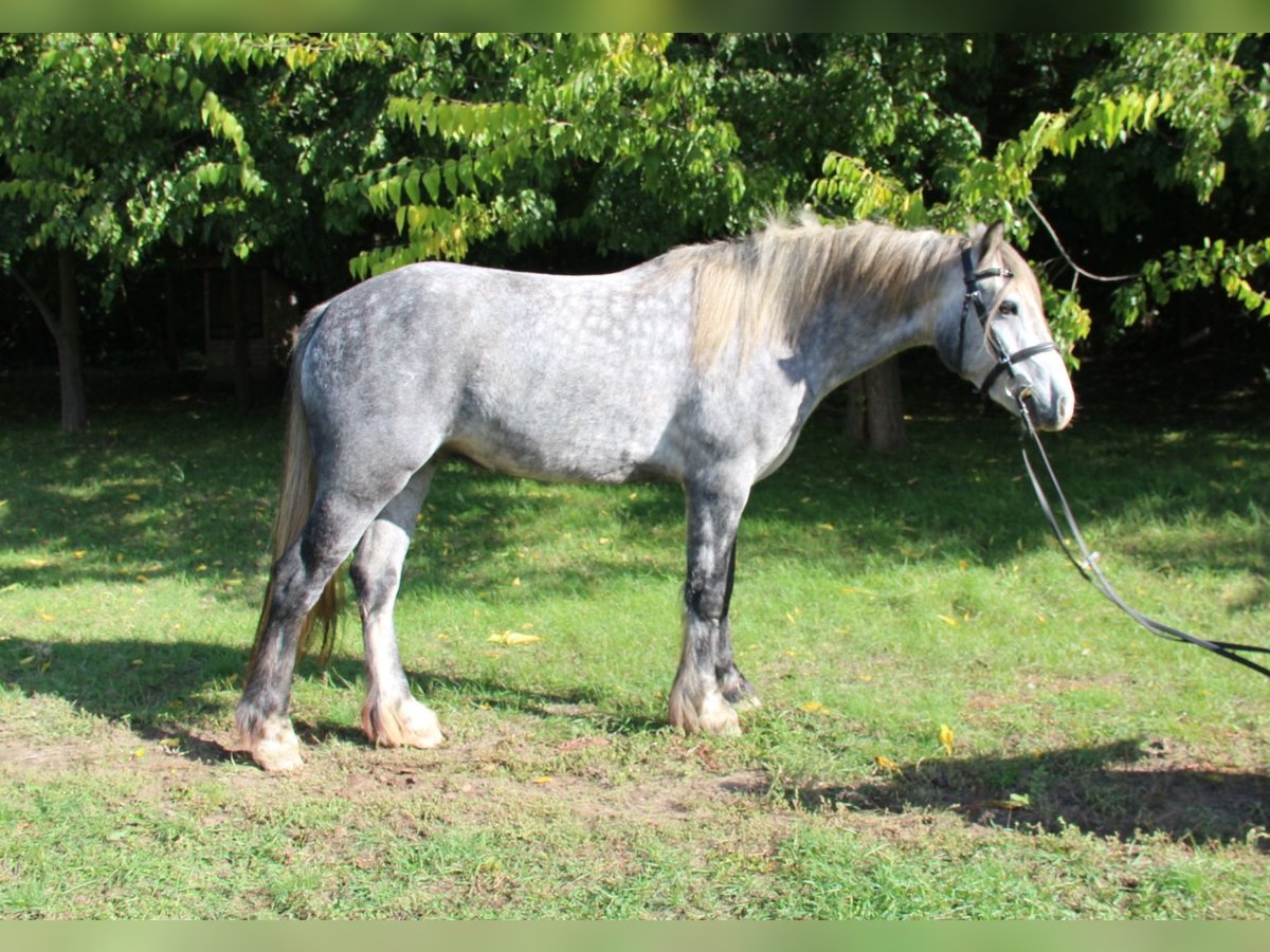 Connemara Mestizo Caballo castrado 3 años 138 cm Tordo in Csömör