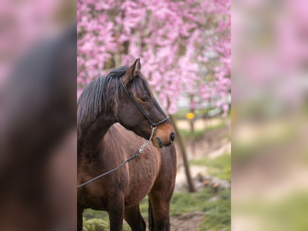 Connemara Mestizo Caballo castrado 3 años 145 cm Castaño in Münstermaifeld