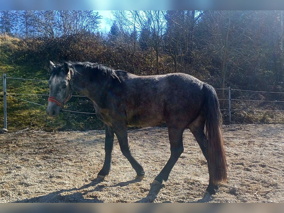 Connemara Caballo castrado 3 años 146 cm Tordo in Handenberg