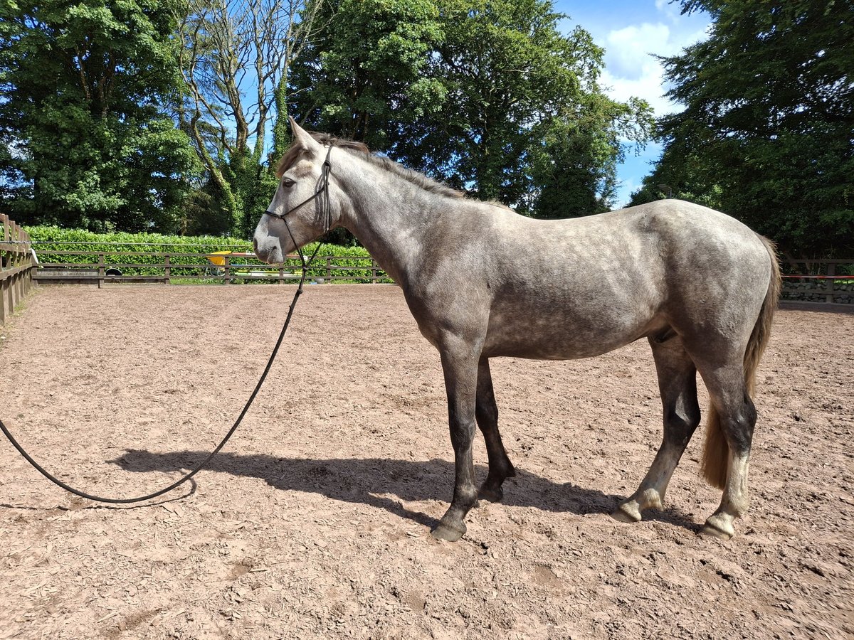 Connemara Caballo castrado 3 años 148 cm Tordo in Galway