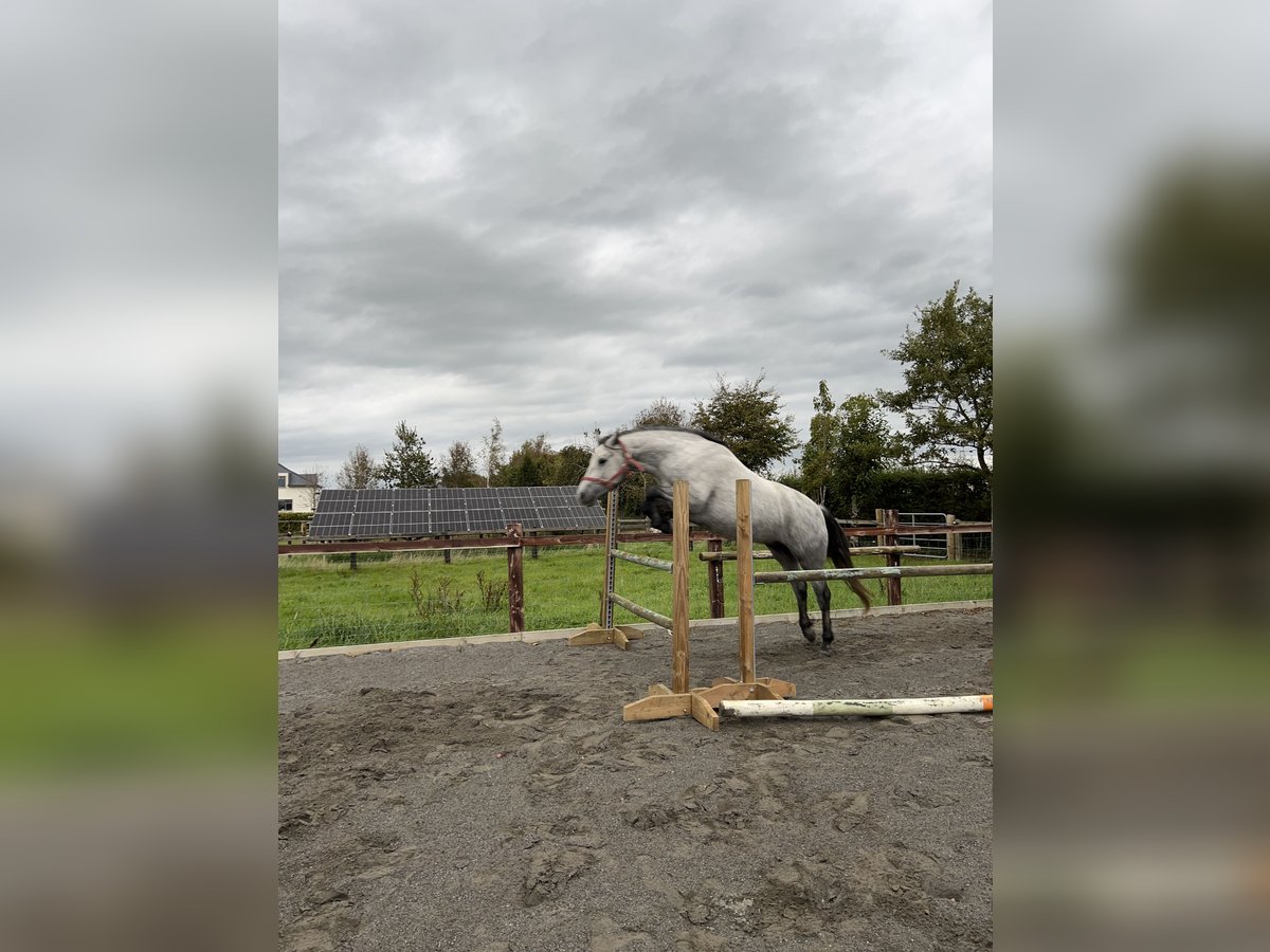 Connemara Caballo castrado 3 años 152 cm Tordo in Galway