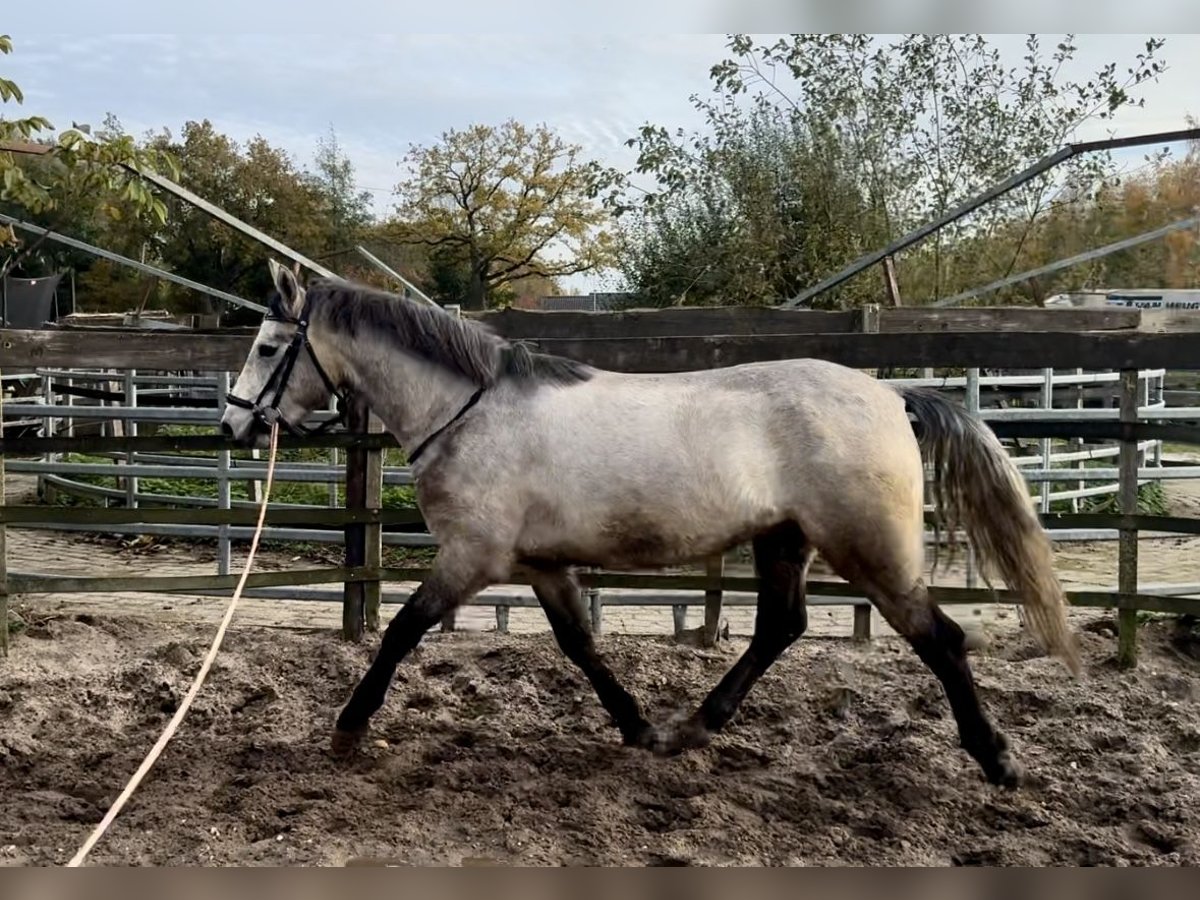 Connemara Caballo castrado 3 años 153 cm Tordo in Barneveld