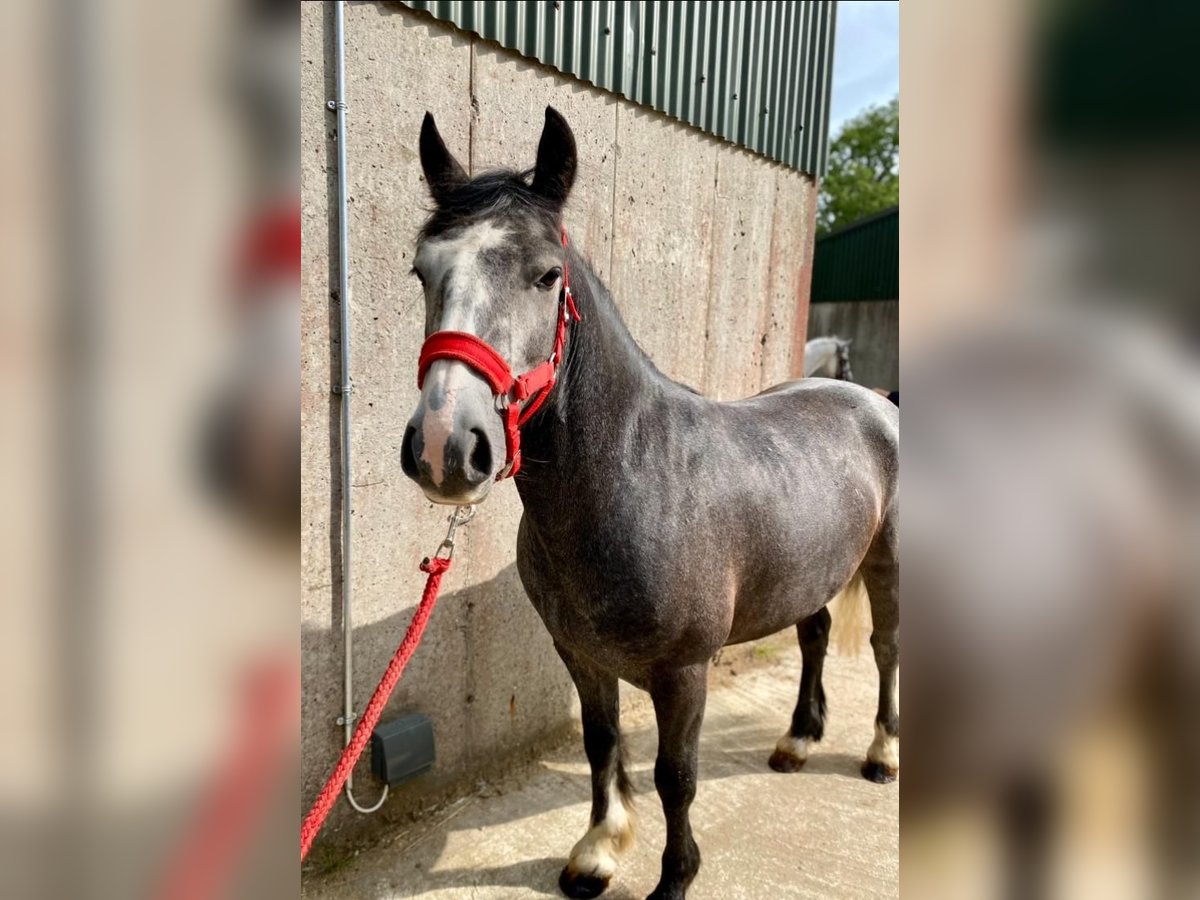 Connemara Caballo castrado 4 años 138 cm Tordillo negro in Sligo