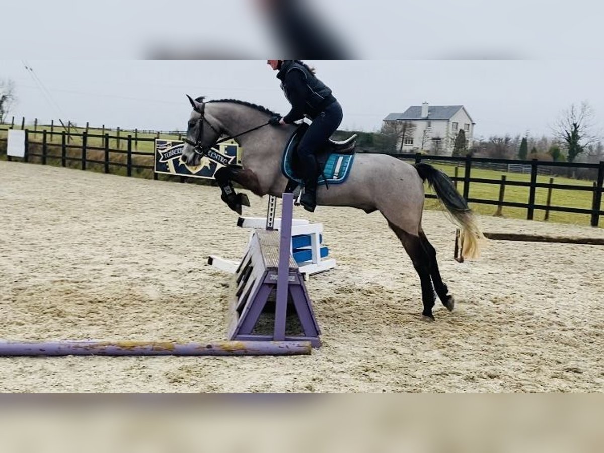 Connemara Caballo castrado 4 años 146 cm Tordo in Sligo