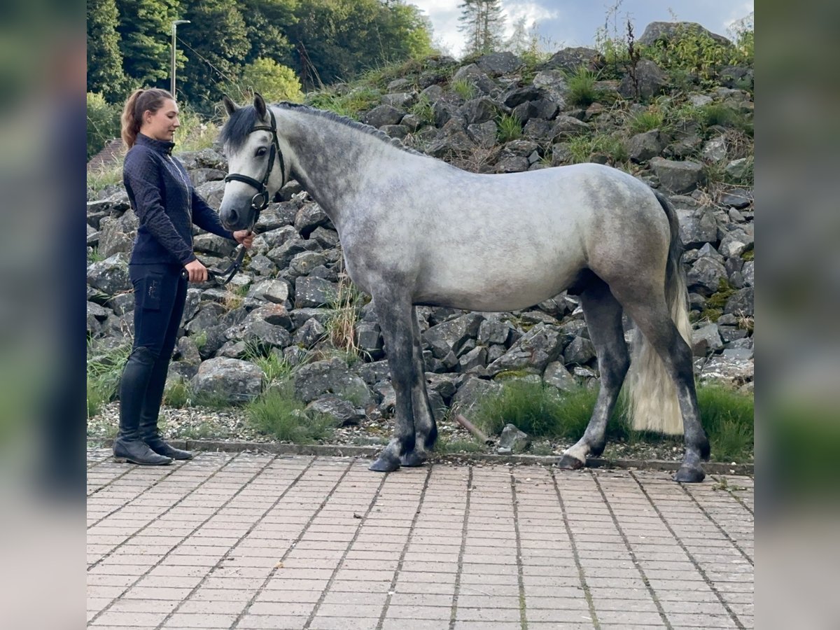 Connemara Caballo castrado 4 años 152 cm Tordillo negro in Lisberg