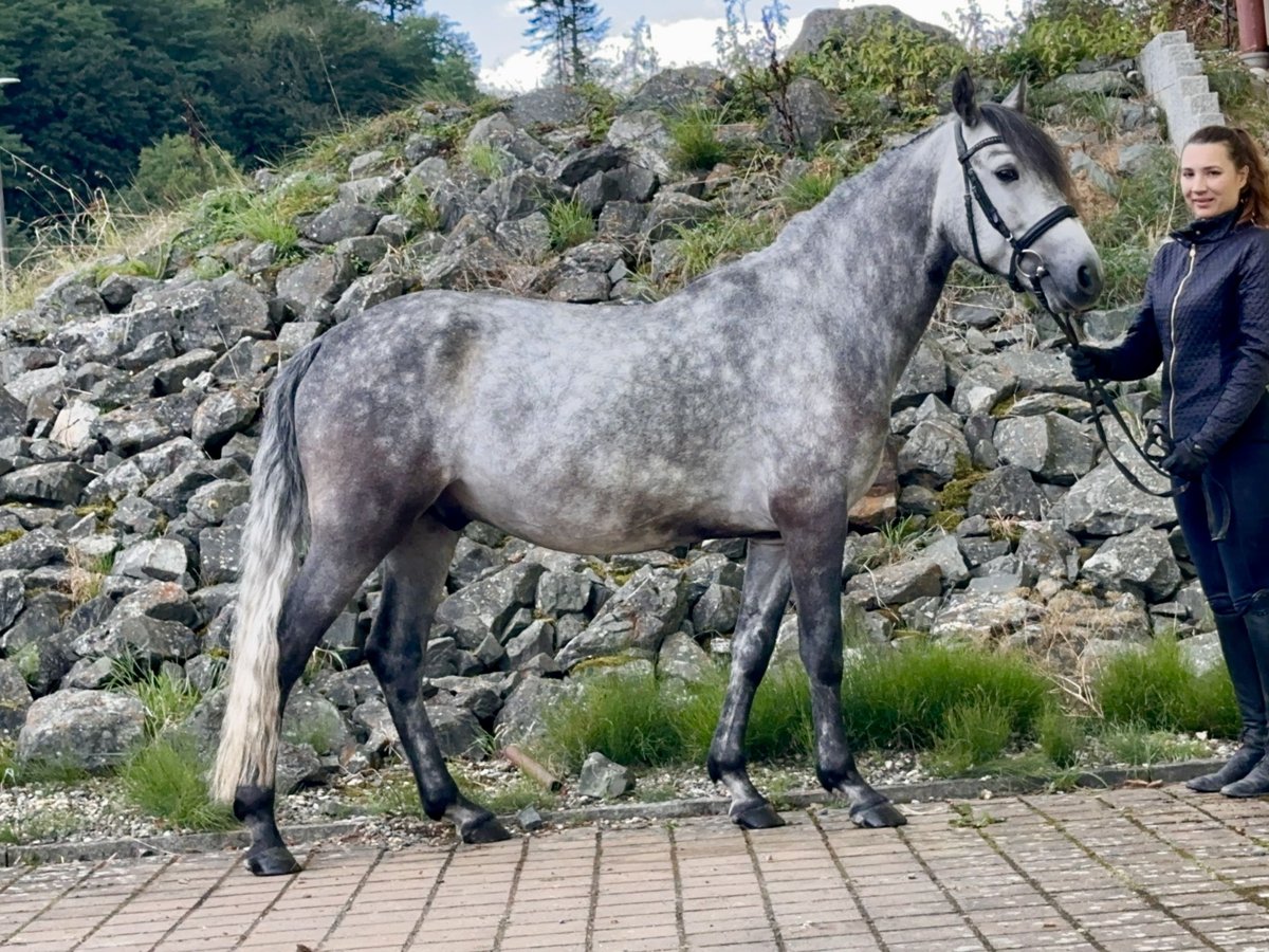 Connemara Caballo castrado 4 años 154 cm Musgo marrón in Lisberg