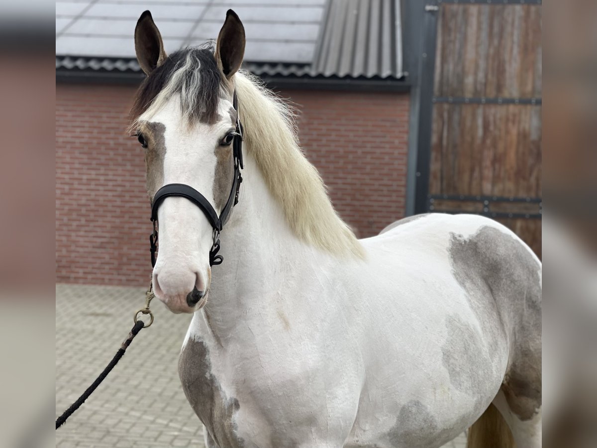 Connemara Mestizo Caballo castrado 4 años 160 cm Pío in Zieuwent