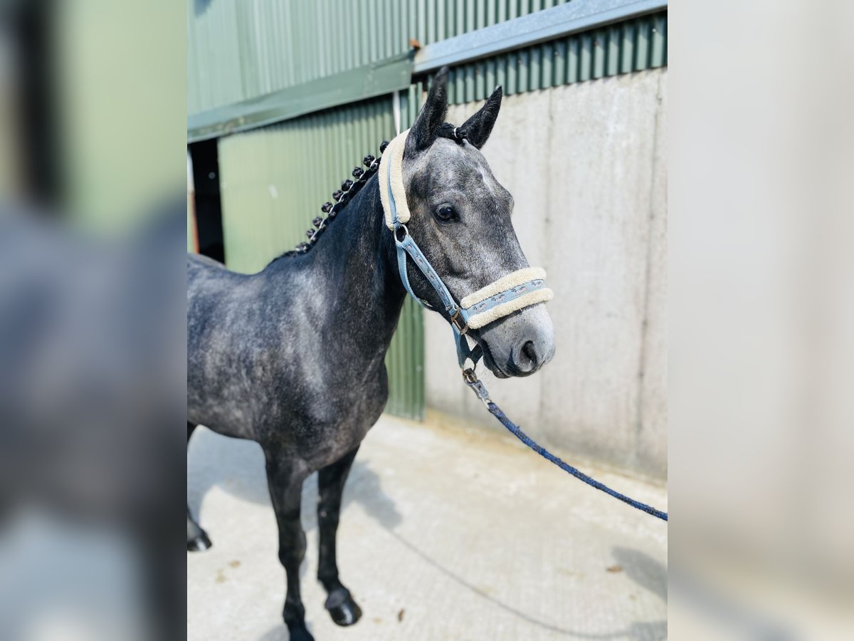 Connemara Caballo castrado 5 años 137 cm Tordo in Sligo