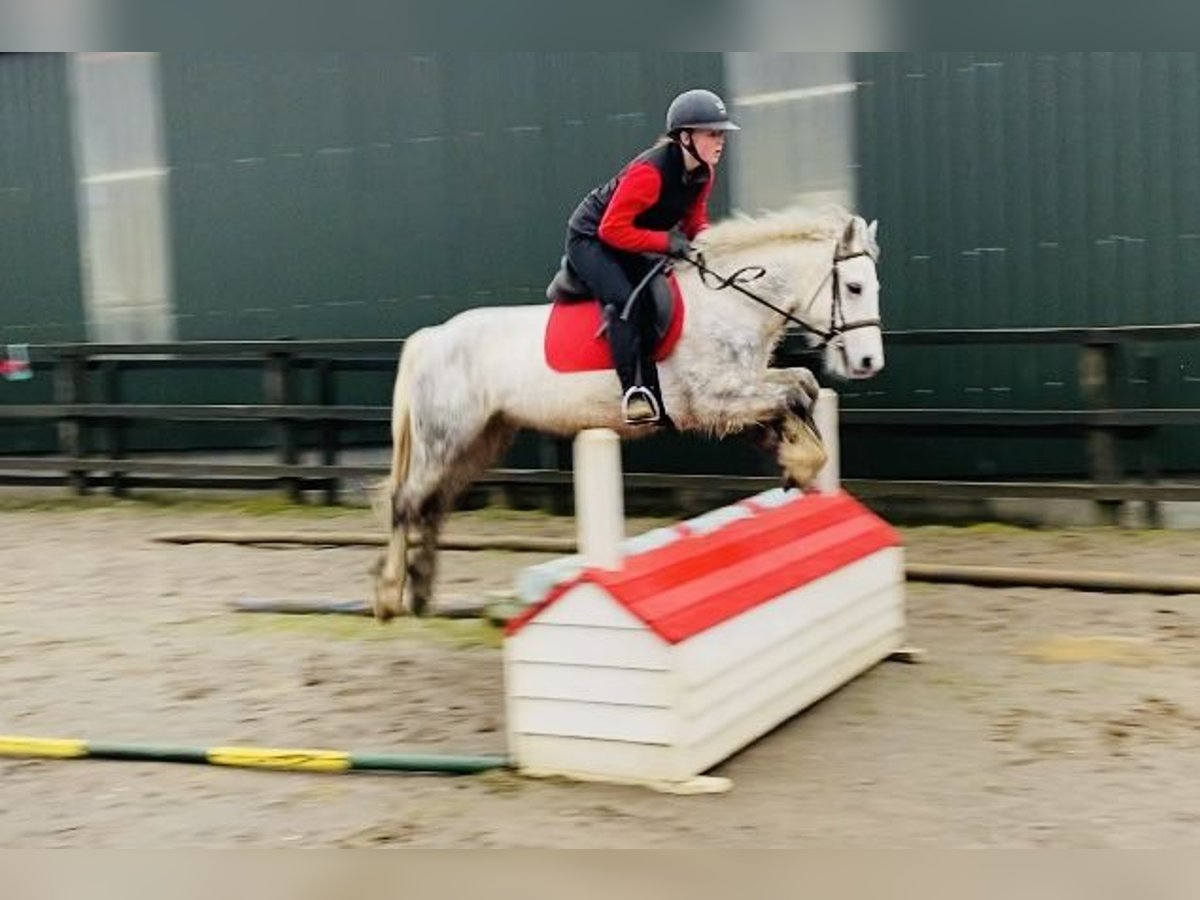 Connemara Caballo castrado 5 años 138 cm Tordillo negro in Sligo