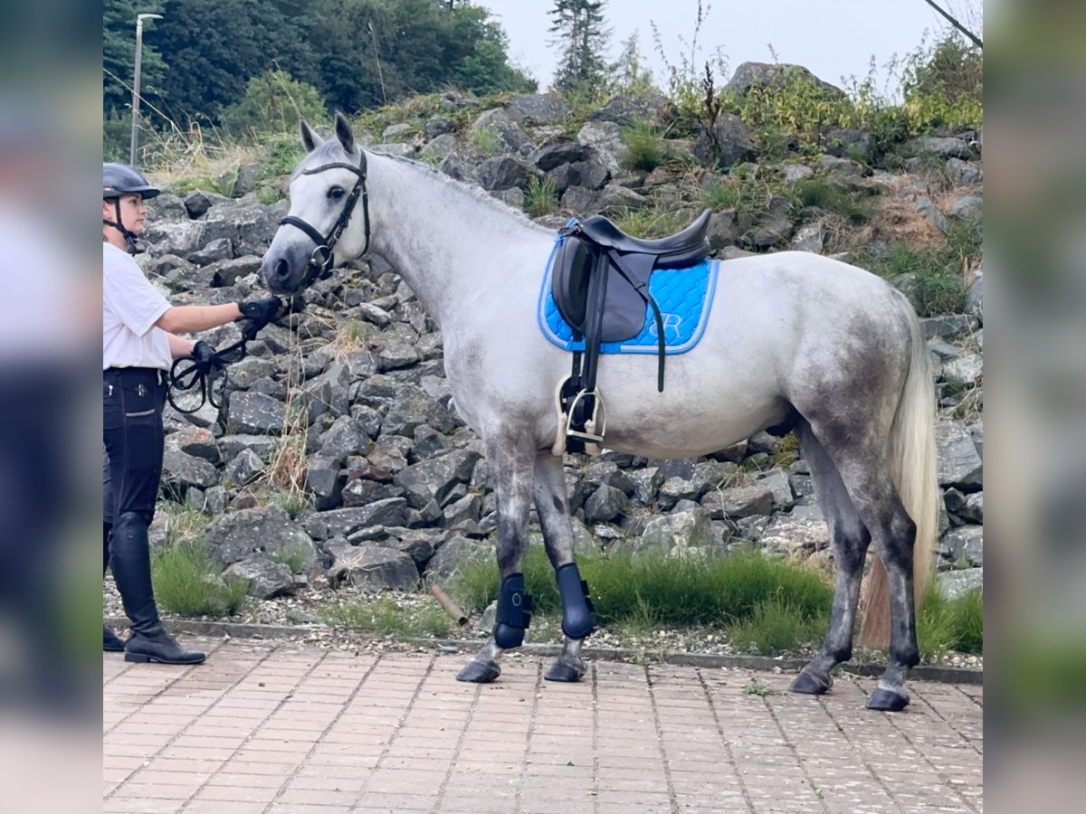 Connemara Caballo castrado 5 años 148 cm Tordo rodado in Lisberg
