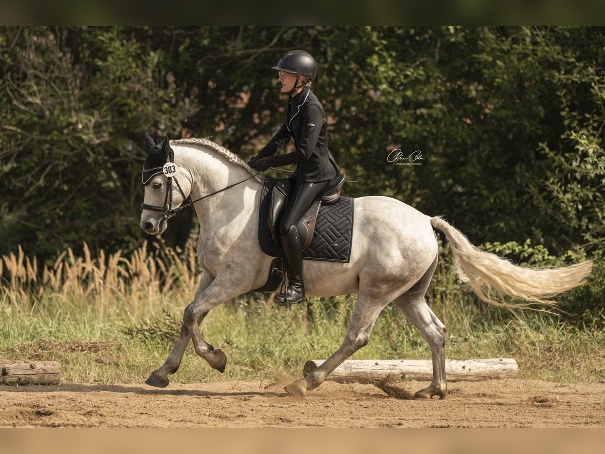 Connemara Caballo castrado 5 años 150 cm Tordo rodado in Bayreuth