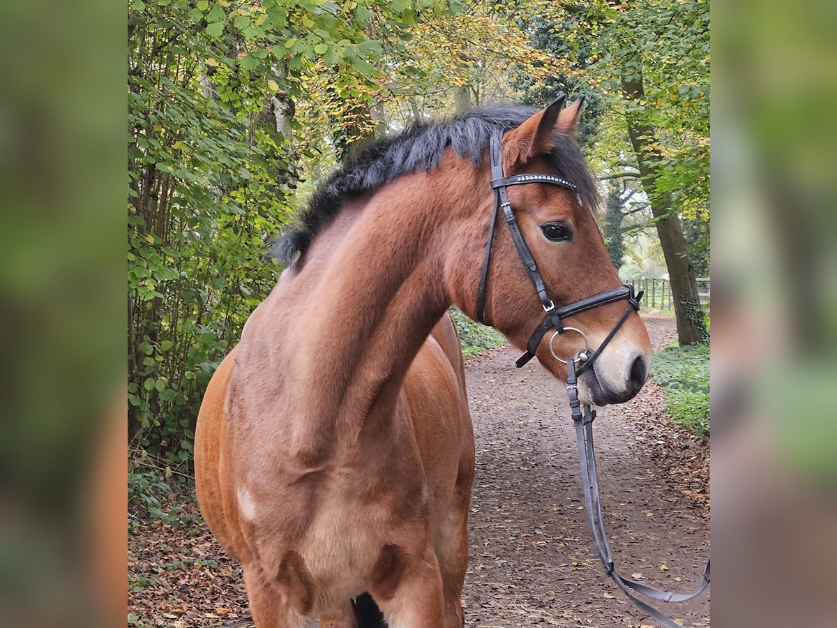 Connemara Caballo castrado 5 años 154 cm Castaño in Nettetal