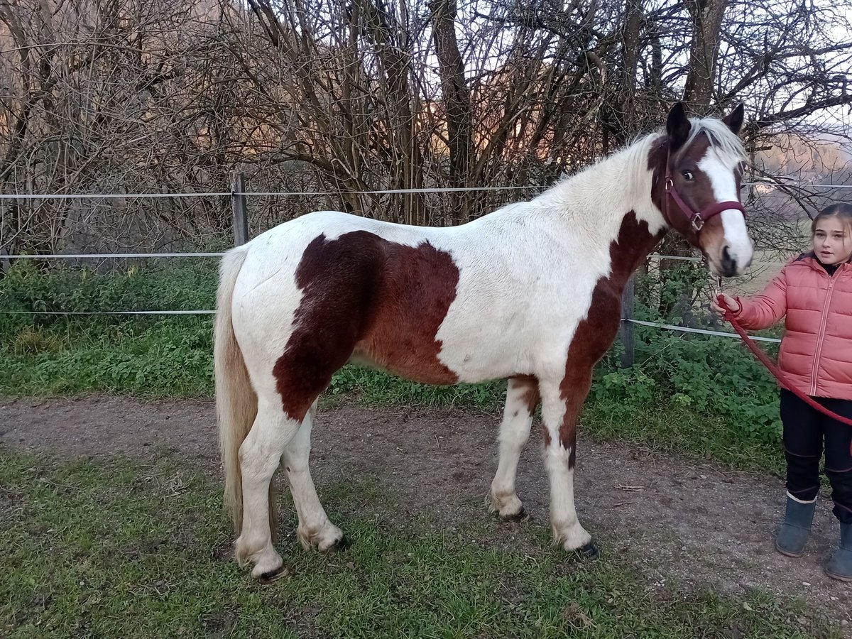 Connemara Caballo castrado 6 años 136 cm Pío in Kantnig