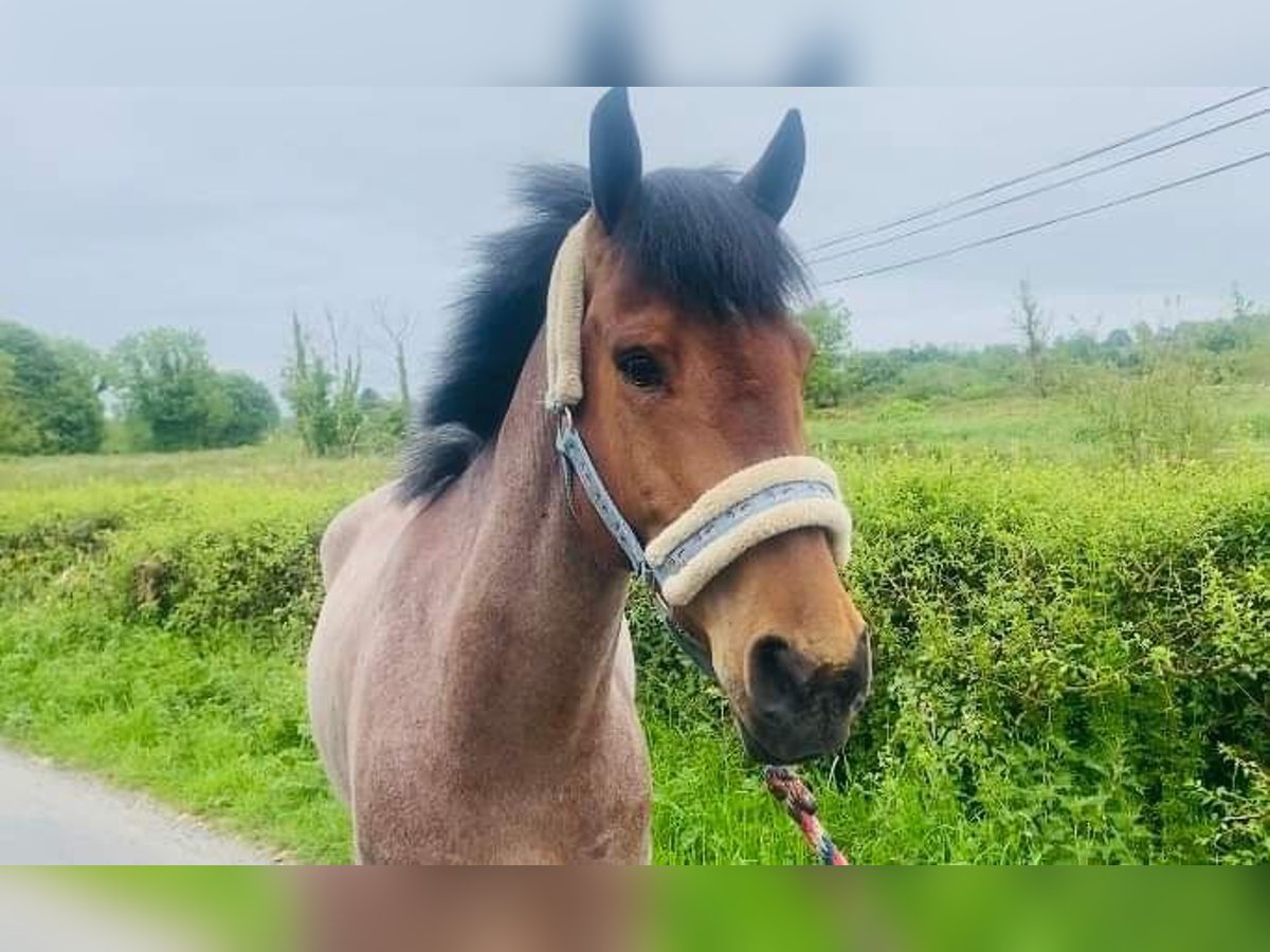 Connemara Caballo castrado 6 años 143 cm Ruano alazán in Sligo